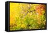 Autumn Maple Trees Background-Voy-Framed Stretched Canvas