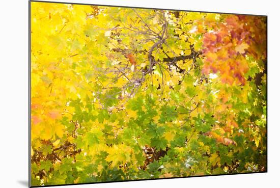 Autumn Maple Trees Background-Voy-Mounted Photographic Print