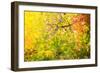 Autumn Maple Trees Background-Voy-Framed Photographic Print