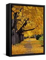 Autumn Maple Trees, Missoula, Montana, USA-Chuck Haney-Framed Stretched Canvas
