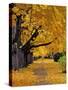 Autumn Maple Trees, Missoula, Montana, USA-Chuck Haney-Stretched Canvas