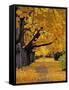 Autumn Maple Trees, Missoula, Montana, USA-Chuck Haney-Framed Stretched Canvas