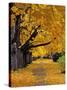 Autumn Maple Trees, Missoula, Montana, USA-Chuck Haney-Stretched Canvas