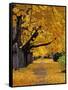 Autumn Maple Trees, Missoula, Montana, USA-Chuck Haney-Framed Stretched Canvas