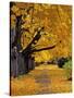 Autumn Maple Trees, Missoula, Montana, USA-Chuck Haney-Stretched Canvas