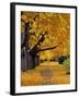 Autumn Maple Trees, Missoula, Montana, USA-Chuck Haney-Framed Premium Photographic Print