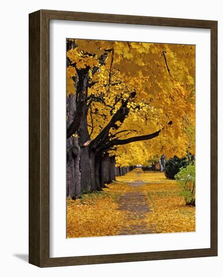 Autumn Maple Trees, Missoula, Montana, USA-Chuck Haney-Framed Photographic Print