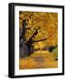 Autumn Maple Trees, Missoula, Montana, USA-Chuck Haney-Framed Photographic Print