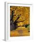 Autumn Maple Trees, Missoula, Montana, USA-Chuck Haney-Framed Photographic Print