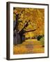 Autumn Maple Trees, Missoula, Montana, USA-Chuck Haney-Framed Photographic Print