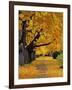 Autumn Maple Trees, Missoula, Montana, USA-Chuck Haney-Framed Photographic Print