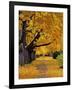 Autumn Maple Trees, Missoula, Montana, USA-Chuck Haney-Framed Photographic Print