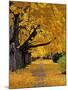 Autumn Maple Trees, Missoula, Montana, USA-Chuck Haney-Mounted Photographic Print