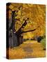 Autumn Maple Trees, Missoula, Montana, USA-Chuck Haney-Stretched Canvas