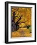 Autumn Maple Trees, Missoula, Montana, USA-Chuck Haney-Framed Photographic Print