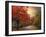 Autumn Maples-Jessica Jenney-Framed Giclee Print