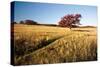 Autumn Meadow I-Alan Hausenflock-Stretched Canvas