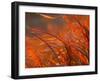 Autumn Meadow-null-Framed Photographic Print