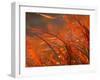 Autumn Meadow-null-Framed Photographic Print