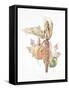 Autumn Medley-Deborah Kopka-Framed Stretched Canvas