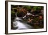 Autumn Melodies-Yavuz Pancareken-Framed Photographic Print