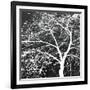 Autumn Mist II-Linda Wood-Framed Giclee Print