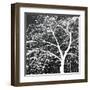 Autumn Mist II-Linda Wood-Framed Giclee Print