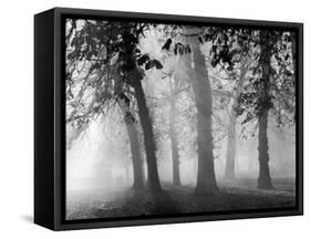 Autumn Mists a Scene Among the Trees in Abingdon Park Northampton Northamptonshire England-null-Framed Stretched Canvas