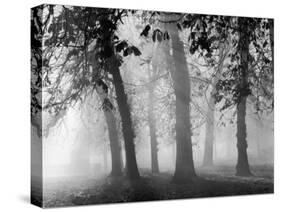 Autumn Mists a Scene Among the Trees in Abingdon Park Northampton Northamptonshire England-null-Stretched Canvas