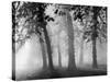 Autumn Mists a Scene Among the Trees in Abingdon Park Northampton Northamptonshire England-null-Stretched Canvas