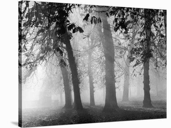 Autumn Mists a Scene Among the Trees in Abingdon Park Northampton Northamptonshire England-null-Stretched Canvas