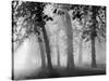 Autumn Mists a Scene Among the Trees in Abingdon Park Northampton Northamptonshire England-null-Stretched Canvas