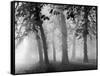 Autumn Mists a Scene Among the Trees in Abingdon Park Northampton Northamptonshire England-null-Framed Stretched Canvas