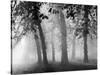 Autumn Mists a Scene Among the Trees in Abingdon Park Northampton Northamptonshire England-null-Stretched Canvas