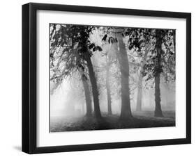 Autumn Mists a Scene Among the Trees in Abingdon Park Northampton Northamptonshire England-null-Framed Photographic Print