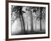 Autumn Mists a Scene Among the Trees in Abingdon Park Northampton Northamptonshire England-null-Framed Photographic Print