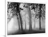 Autumn Mists a Scene Among the Trees in Abingdon Park Northampton Northamptonshire England-null-Framed Photographic Print