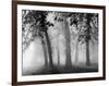 Autumn Mists a Scene Among the Trees in Abingdon Park Northampton Northamptonshire England-null-Framed Photographic Print