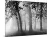 Autumn Mists a Scene Among the Trees in Abingdon Park Northampton Northamptonshire England-null-Mounted Photographic Print