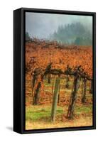 Autumn Misty Morning Vineyard, Napa-Vincent James-Framed Stretched Canvas