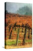 Autumn Misty Morning Vineyard, Napa-Vincent James-Stretched Canvas