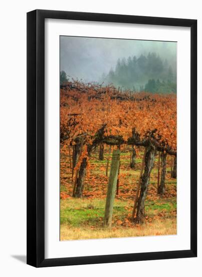 Autumn Misty Morning Vineyard, Napa-Vincent James-Framed Photographic Print