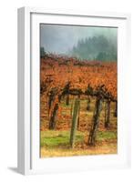Autumn Misty Morning Vineyard, Napa-Vincent James-Framed Photographic Print