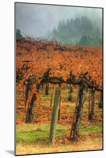 Autumn Misty Morning Vineyard, Napa-Vincent James-Mounted Photographic Print