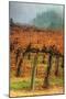 Autumn Misty Morning Vineyard, Napa-Vincent James-Mounted Photographic Print