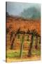 Autumn Misty Morning Vineyard, Napa-Vincent James-Stretched Canvas