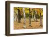 Autumn Mood in the Rural New Hampshire-Armin Mathis-Framed Photographic Print