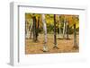 Autumn Mood in the Rural New Hampshire-Armin Mathis-Framed Photographic Print