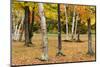 Autumn Mood in the Rural New Hampshire-Armin Mathis-Mounted Photographic Print