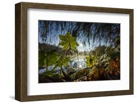 Autumn Mood on a River-Falk Hermann-Framed Photographic Print